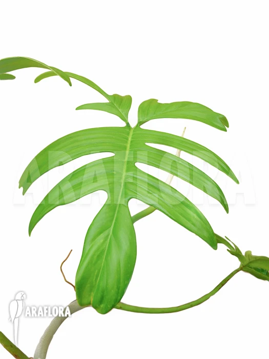 Philodendron Laciniatum 1 Philodendron Laciniatum