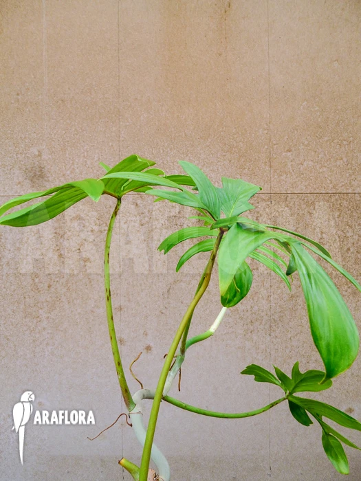 Philodendron Laciniatum 3 Philodendron Laciniatum - Image 3