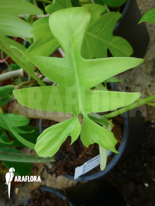 Philodendron Laciniatum 2 Philodendron Laciniatum - Image 2