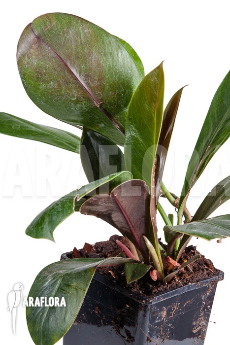 Philodendron Linnaei “L” 1 Philodendron Linnaei “L”