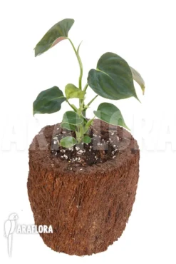 Philodendron Lupinum -Green Haven Sales Store Philodendron lupinum 2