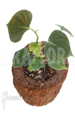 Philodendron Lupinum -Green Haven Sales Store Philodendron lupinum 3