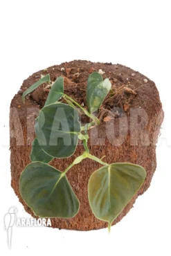 Philodendron Lupinum -Green Haven Sales Store Philodendron lupinum 5