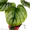 Philodendron Mamei Type B