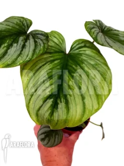 Philodendron Mamei Type B