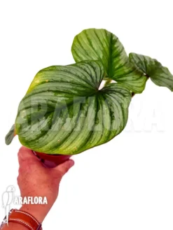 Philodendron Mamei Type B -Green Haven Sales Store Philodendron mamei TypeB 2