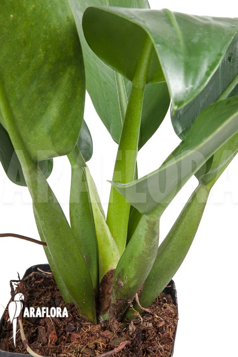 Philodendron Martianum 1 Philodendron Martianum