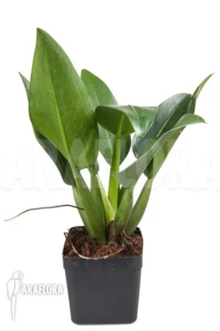 Philodendron Martianum 9 Philodendron Martianum -Green Haven Sales Store Philodendron martianum 2