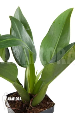 Philodendron Martianum 8 Philodendron Martianum -Green Haven Sales Store Philodendron martianum 3