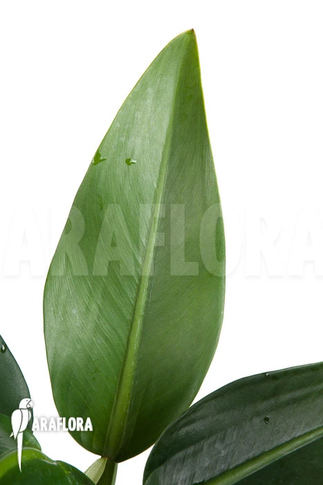 Philodendron Martianum 3 Philodendron Martianum - Image 3