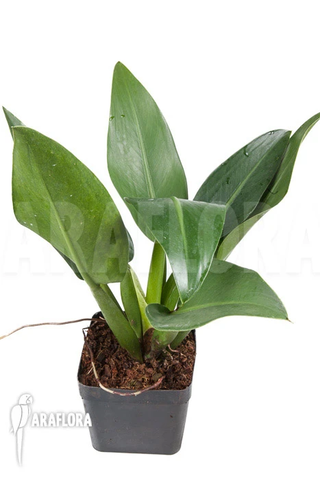 Philodendron Martianum 2 Philodendron Martianum - Image 2