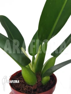 Philodendron Martianum 'starter'