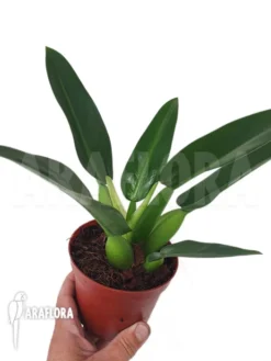 Philodendron Martianum 'starter' -Green Haven Sales Store Philodendron martianum starter 3