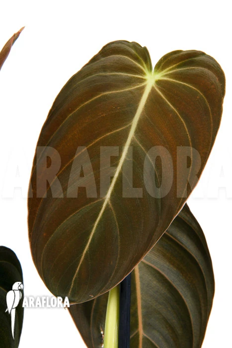 Philodendron Melanochrysum 'L' 1 Philodendron Melanochrysum 'L'