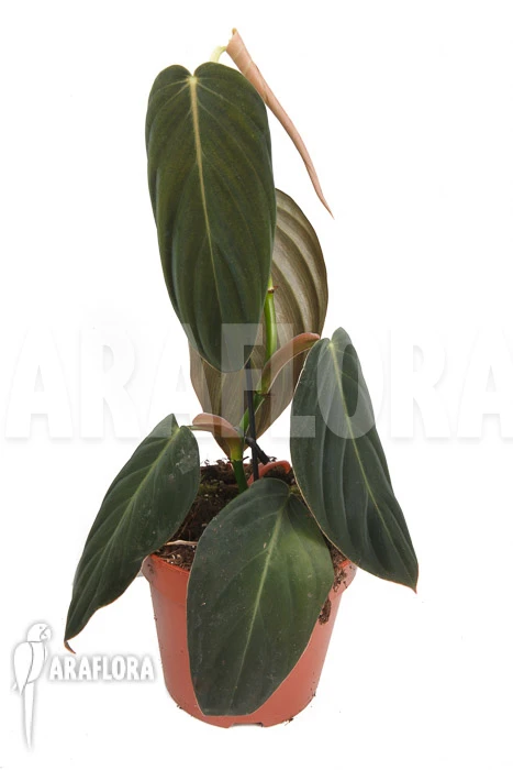 Philodendron Melanochrysum 'L' 4 Philodendron Melanochrysum 'L' - Image 4