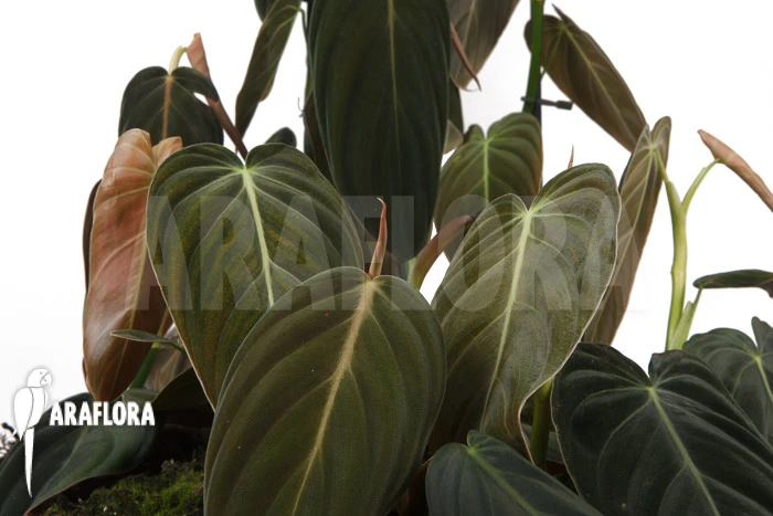 Philodendron Melanochrysum 'L' 2 Philodendron Melanochrysum 'L' - Image 2