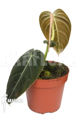 Philodendron Melanochrysum 'M'
