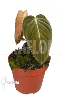 Philodendron Melanochrysum 'M' -Green Haven Sales Store Philodendron melanochrysum M 2