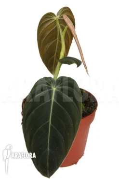 Philodendron Melanochrysum 'M' -Green Haven Sales Store Philodendron melanochrysum M 3