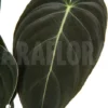 Philodendron Melanochrysum 'XL'