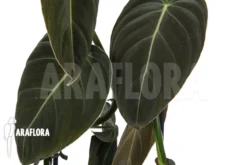 Philodendron Melanochrysum 'XL' -Green Haven Sales Store Philodendron melanochrysum XL 3