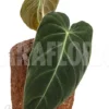 Philodendron Melanochrysum Type B 'M'