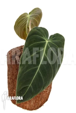 Philodendron Melanochrysum Type B 'M'