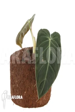 Philodendron Melanochrysum Type B 'M' -Green Haven Sales Store Philodendron melanochrysum typeB M 2