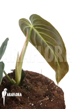 Philodendron Melanochrysum Type B 'M' -Green Haven Sales Store Philodendron melanochrysum typeB M 3