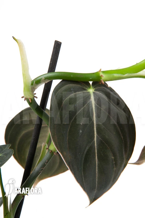 Philodendron Micans 'L' 1 Philodendron Micans 'L'