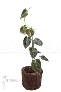 Philodendron Micans 'L' 11 Philodendron Micans 'L' -Green Haven Sales Store Philodendron micans L 2