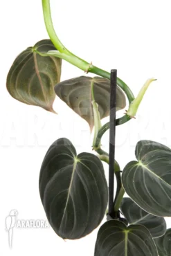Philodendron Micans 'L' 10 Philodendron Micans 'L' -Green Haven Sales Store Philodendron micans L 3