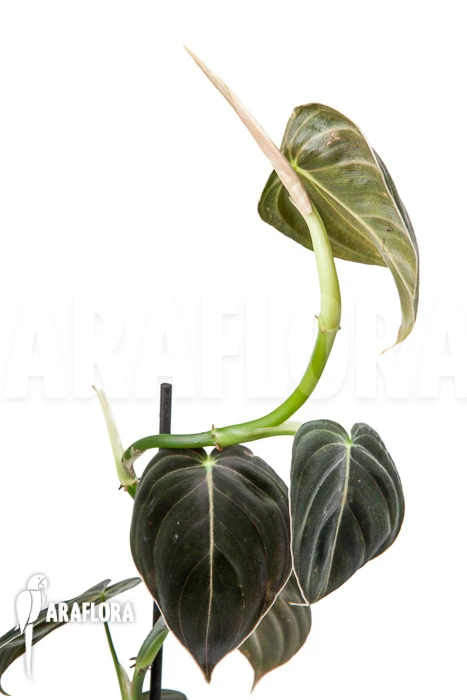 Philodendron Micans 'L' 4 Philodendron Micans 'L' - Image 4