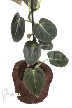 Philodendron Micans 'L' 8 Philodendron Micans 'L' -Green Haven Sales Store Philodendron micans L 6