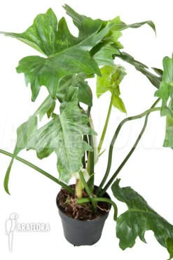 Philodendron 'non Florida Ghost' -Green Haven Sales Store Philodendron non Florida Ghost 2
