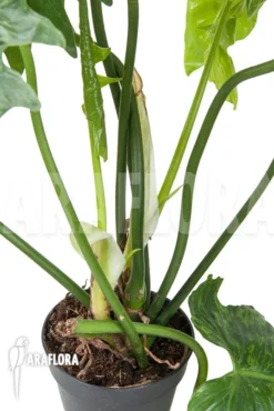 Philodendron 'non Florida Ghost' -Green Haven Sales Store Philodendron non Florida Ghost 4