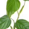 Philodendron Ornatum
