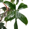 Philodendron Pedatum