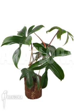 Philodendron Pedatum -Green Haven Sales Store Philodendron pedatum 2
