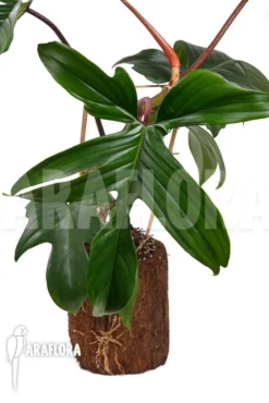 Philodendron Pedatum -Green Haven Sales Store Philodendron pedatum 3