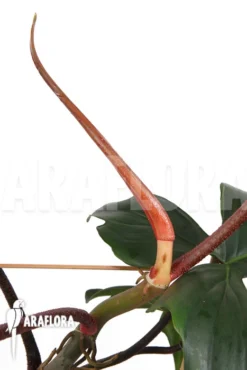 Philodendron Pedatum -Green Haven Sales Store Philodendron pedatum 4