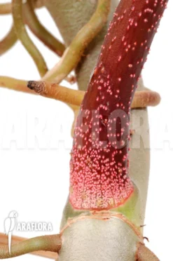 Philodendron Pedatum -Green Haven Sales Store Philodendron pedatum 5