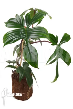 Philodendron Pedatum -Green Haven Sales Store Philodendron pedatum 6