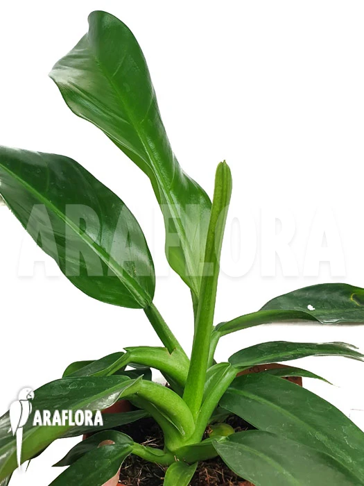 Philodendron Pendulatum 2 Philodendron Pendulatum - Image 2