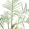 Philodendron Polypodioides (tortum) L