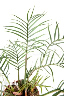 Philodendron Polypodioides (tortum) L