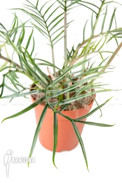 Philodendron Polypodioides (tortum) L -Green Haven Sales Store Philodendron polypodioides tortum 3