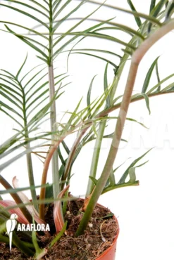 Philodendron Polypodioides (tortum) L -Green Haven Sales Store Philodendron polypodioides tortum 5