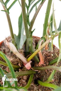 Philodendron Polypodioides (tortum) L -Green Haven Sales Store Philodendron polypodioides tortum 6