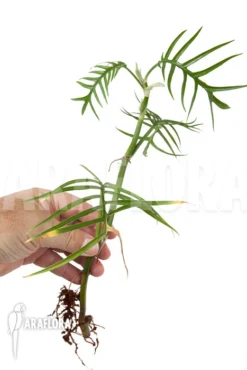 Philodendron Polypodioides (tortum) Starter